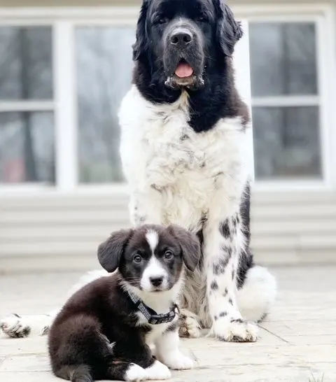 Newfoundland dog and Cardigan Welsh Corgi puppy