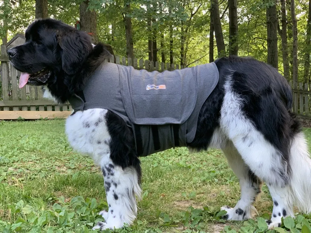 newfoundland dog wearing thundershirt