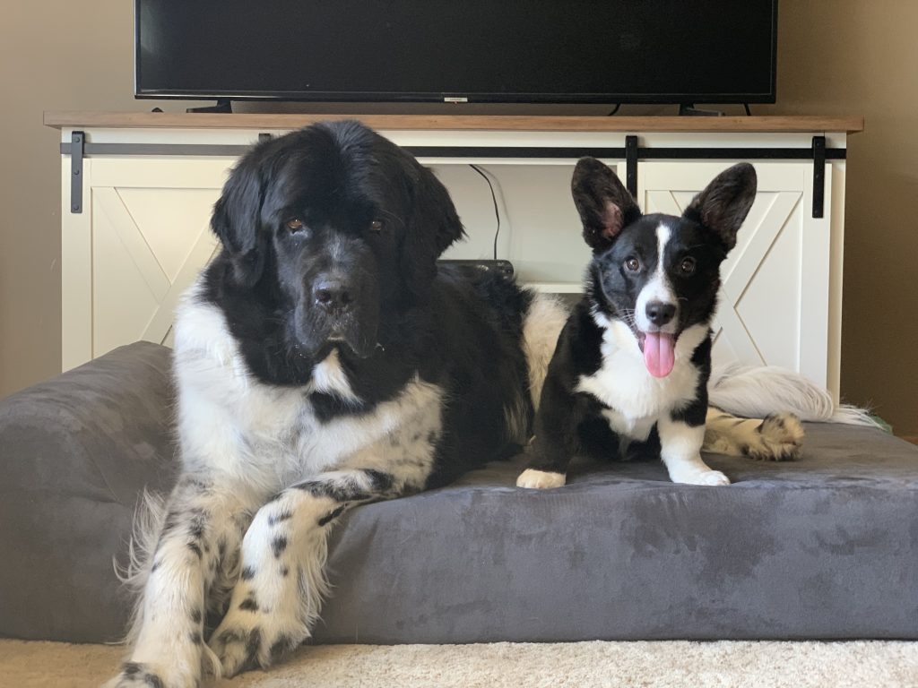 newfie and corgi on a dog bed