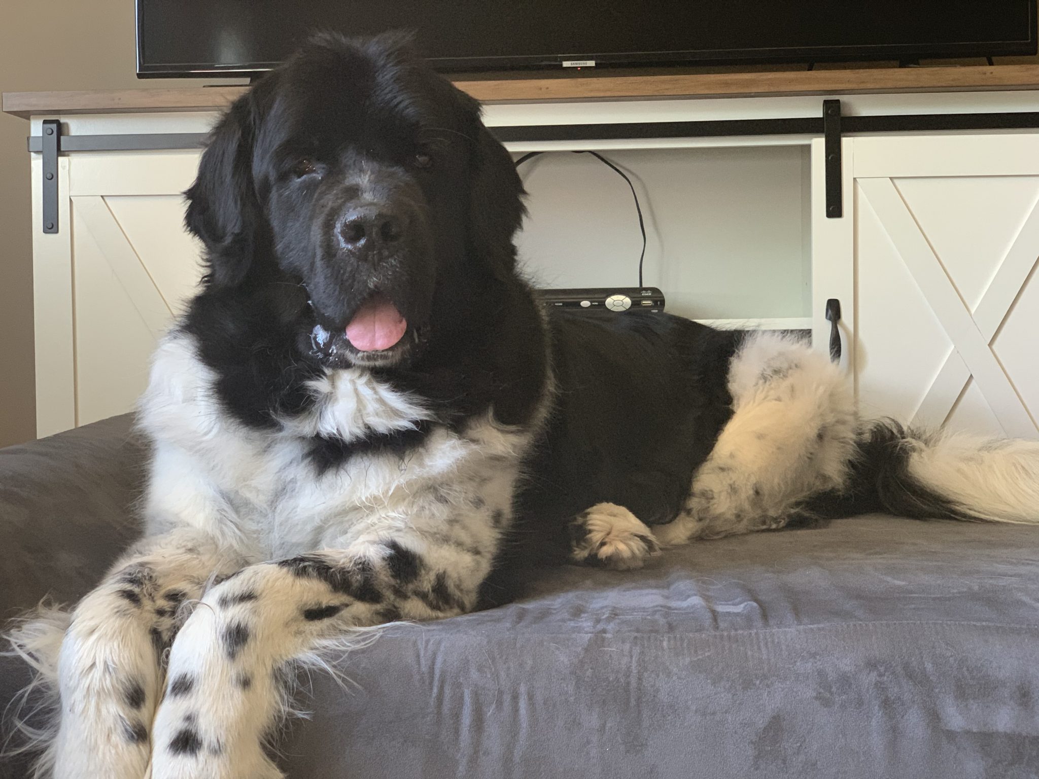 Does Your Newfoundland Need A Dog Bed? My Brown Newfies