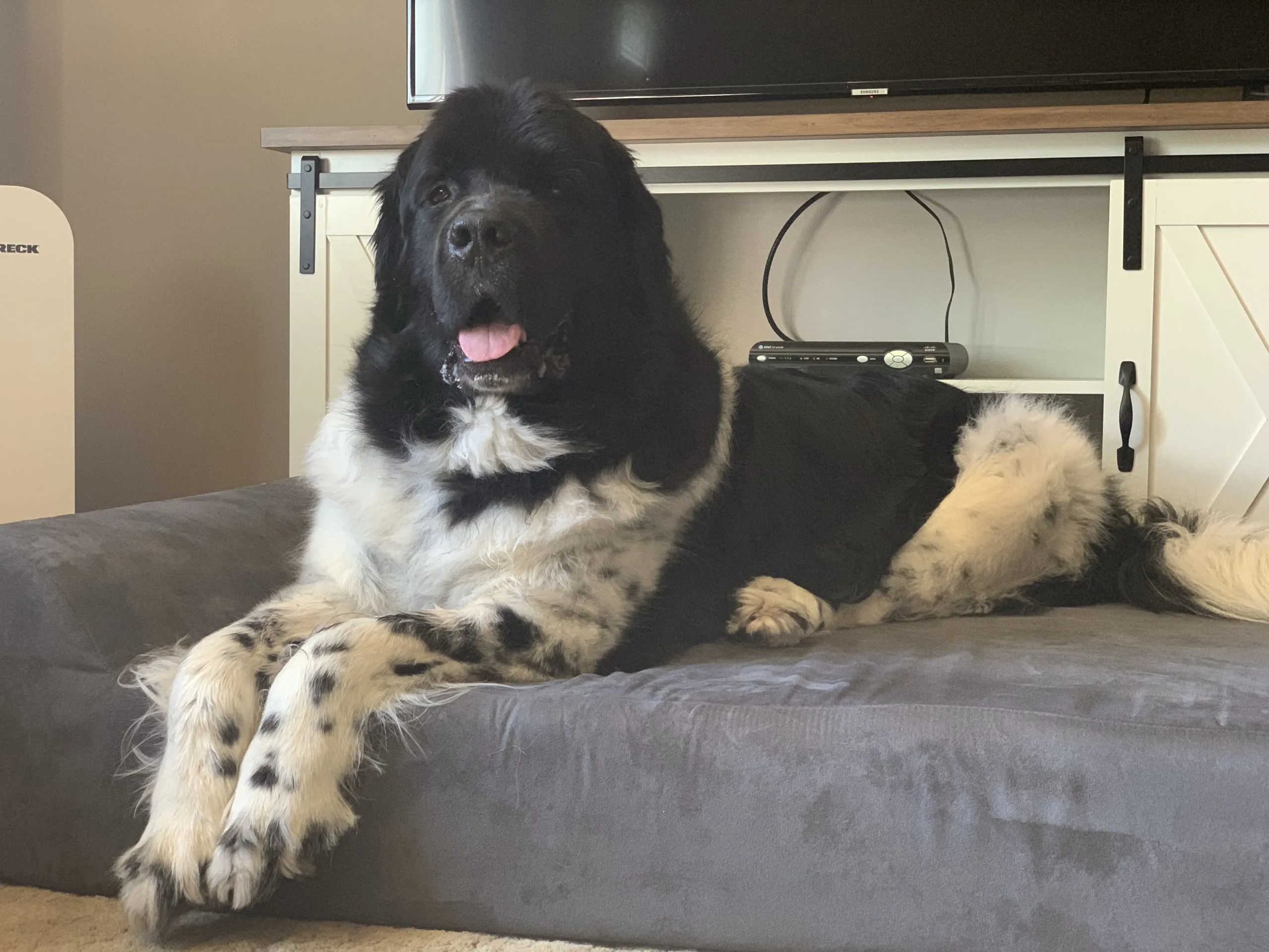 How Many Beds Does A Dog Need