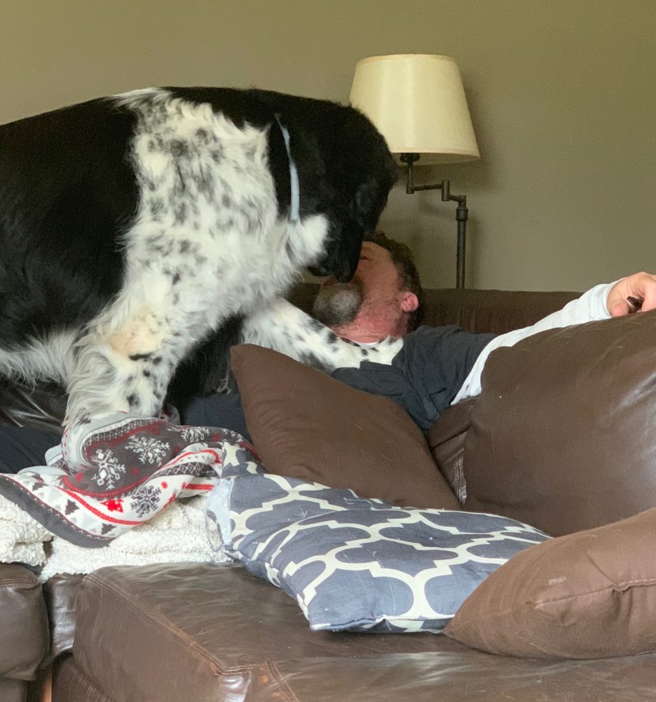 newfoundland lap dog
