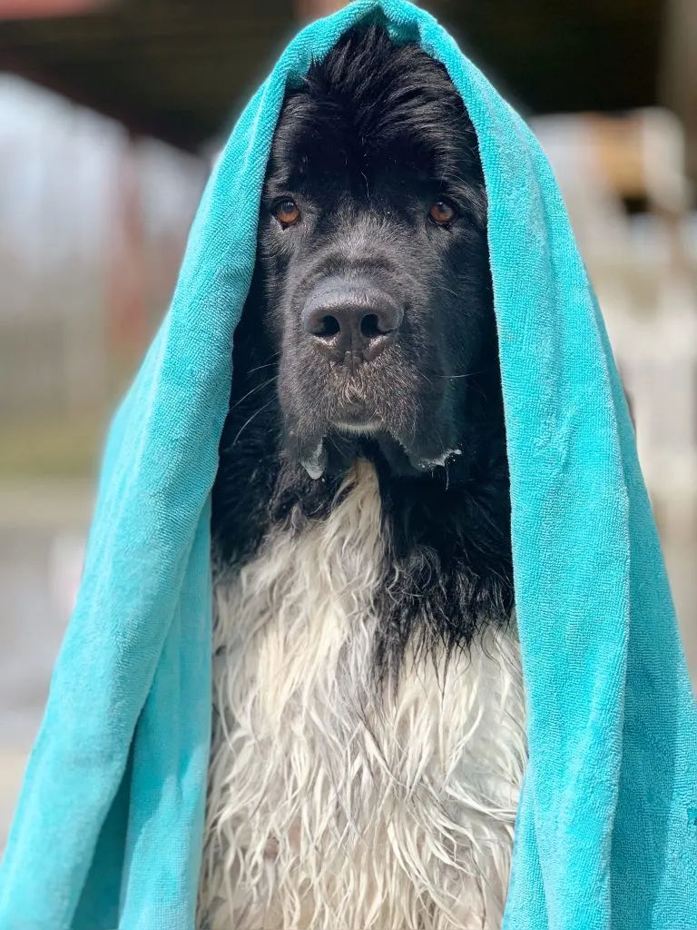 newfoundland dog after bath