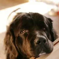 newfoundland dog with head on counter