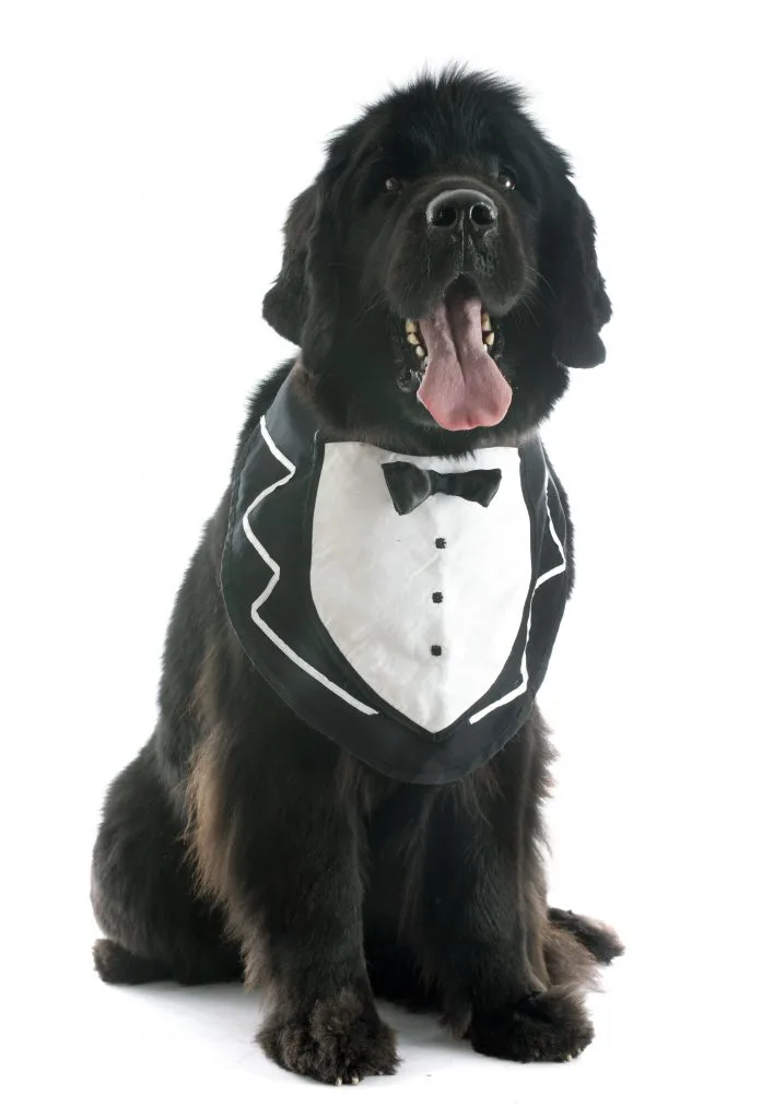 black newfoundland dog wearing bib