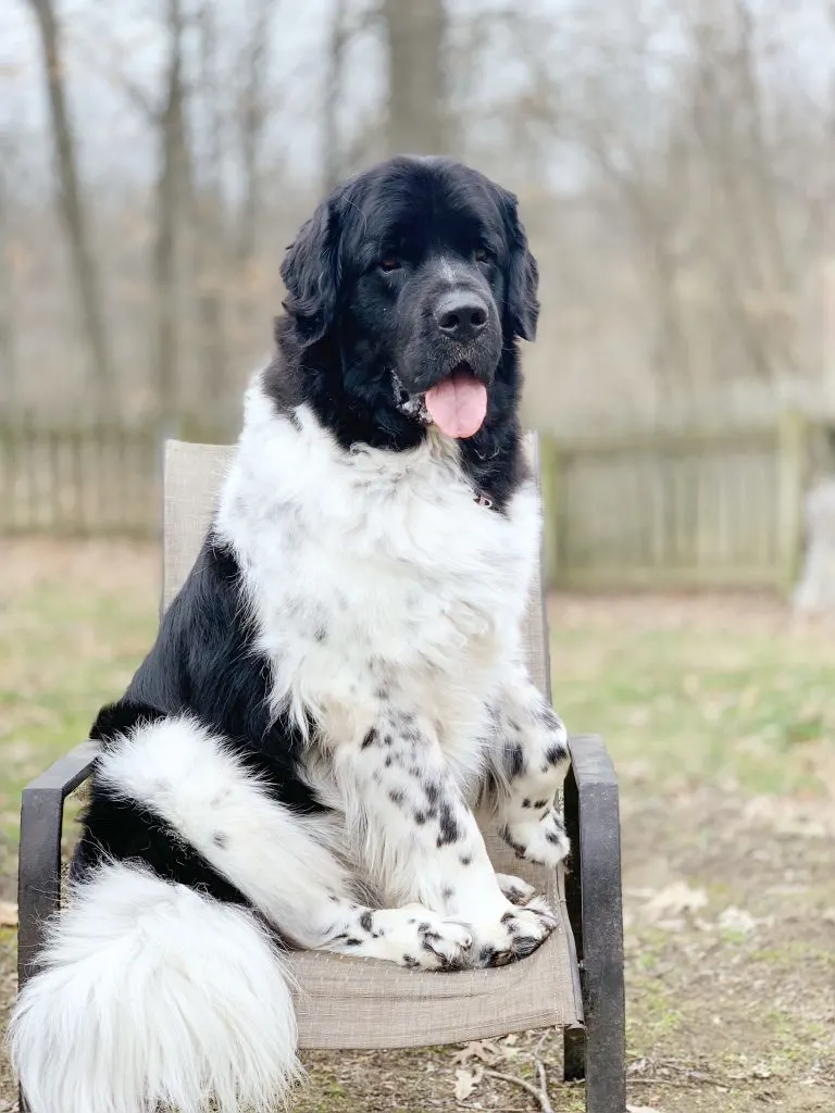 black and white newfoundland dog sitting in chair