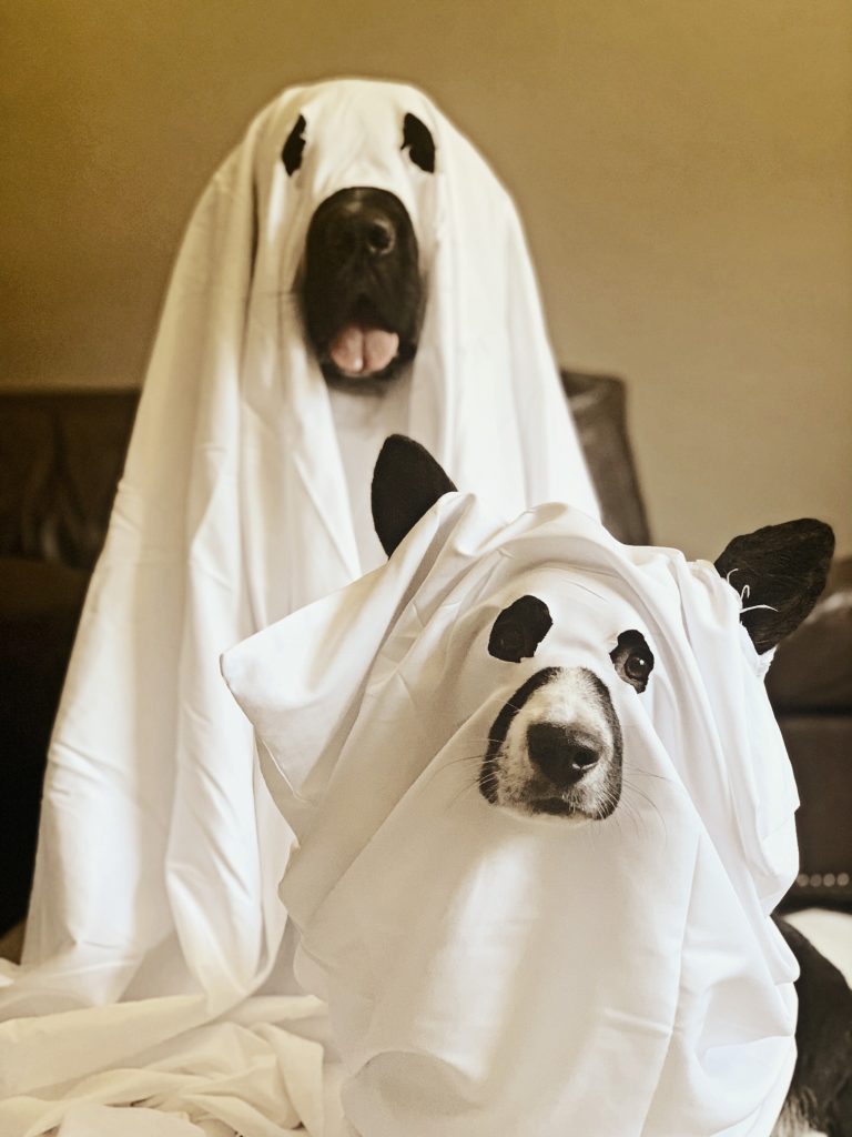 newfoundland and corgi dressed as ghosts for halloween
