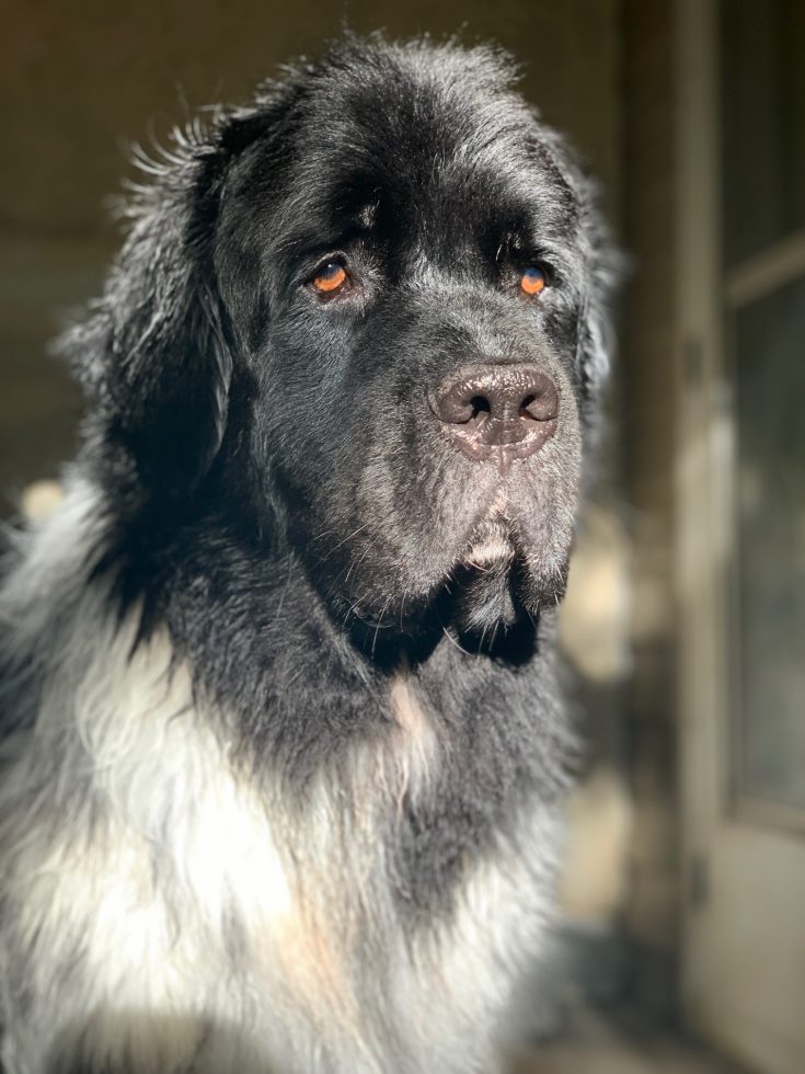 10 Controversial Newfoundland Questions That Will Always Have More Than