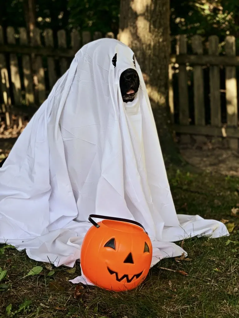 newfoundland dog dressed as ghost with pumpkin