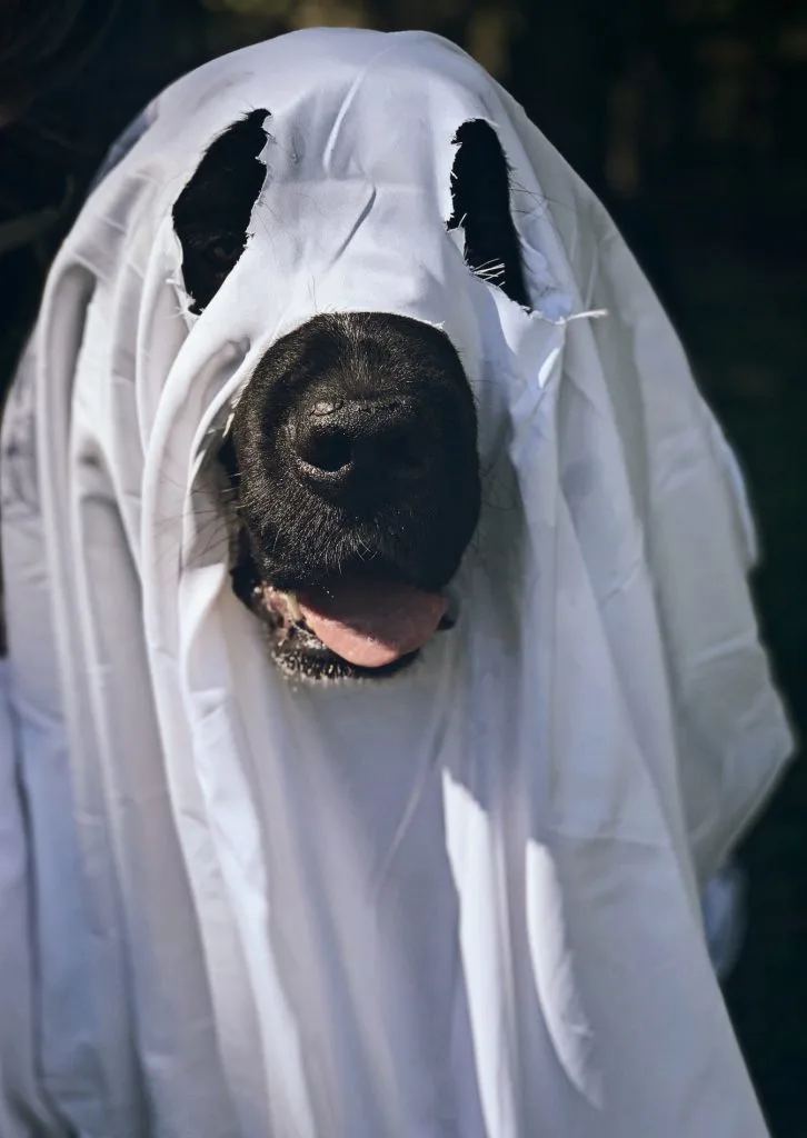 newfoundland dog dressed as ghost for halloween
