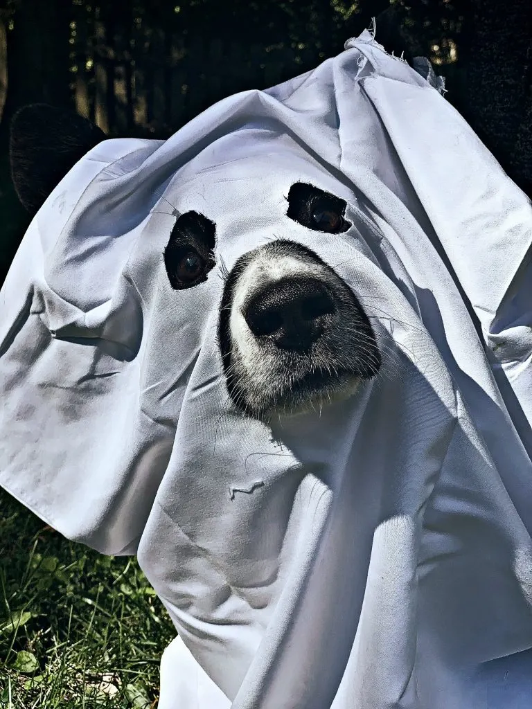 cardigna welsh corgi dressed as ghost
