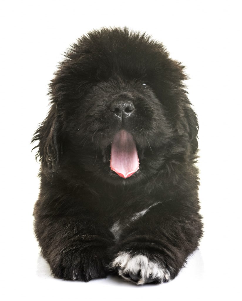 black newfoundland puppy yawning
