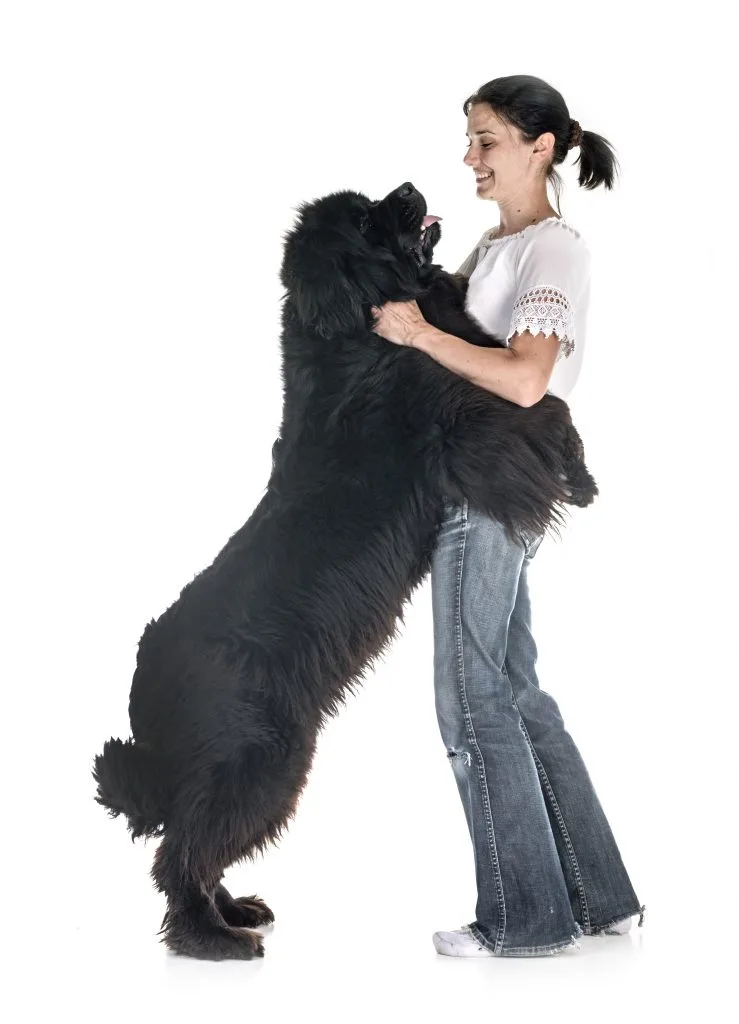 newfoundland jumping on owner
