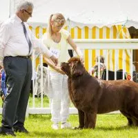 brown newfoundland dog being judged at dog show