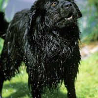 wet newfoundland dog