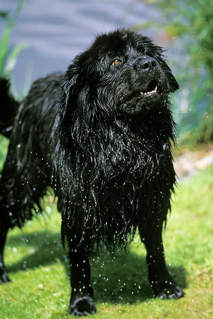 wet newfoundland dog
