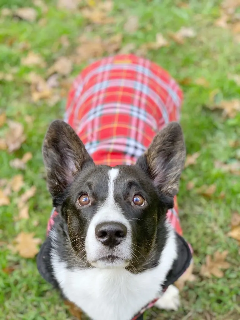 cardigan welsh corgi wearing dog coat