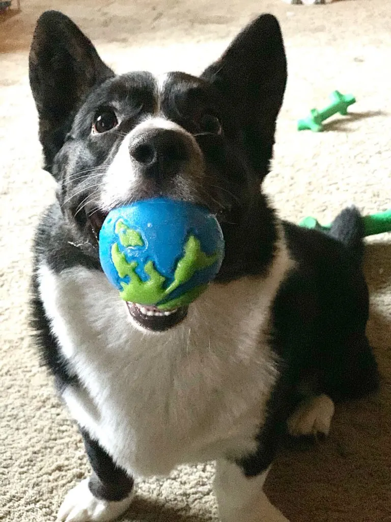 cardigan welsh corgi with ball in mouth