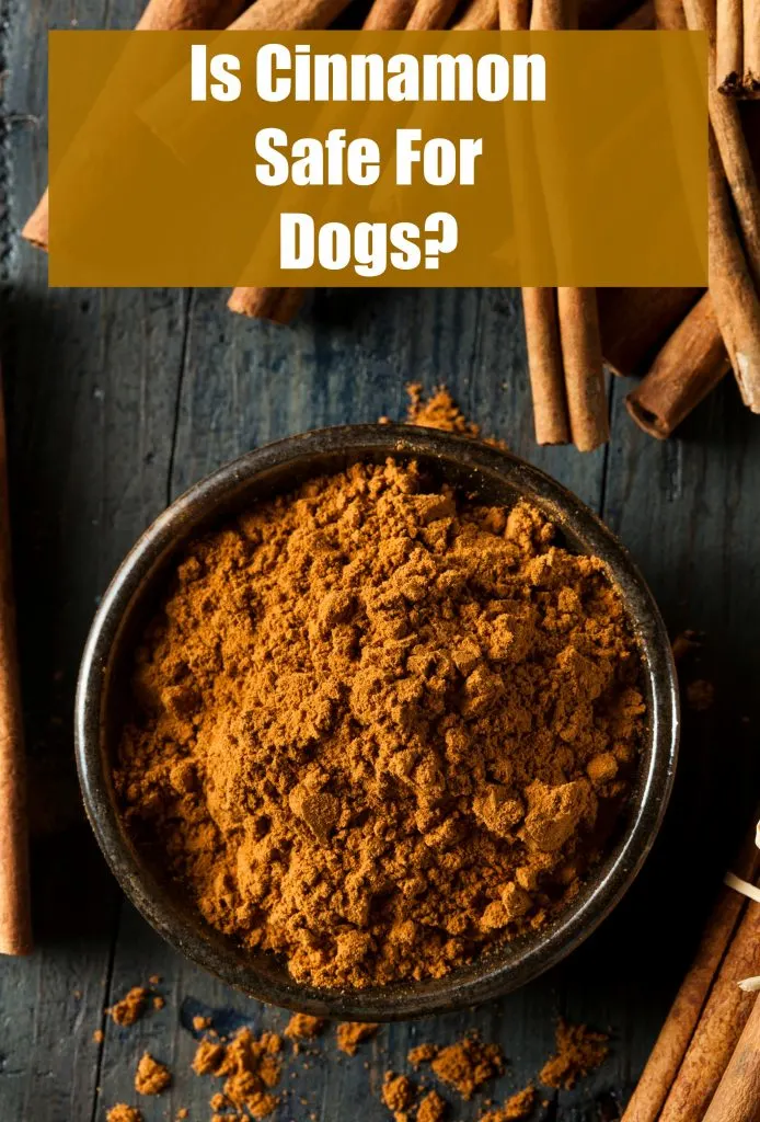 is cinnamon safe for dogs to have