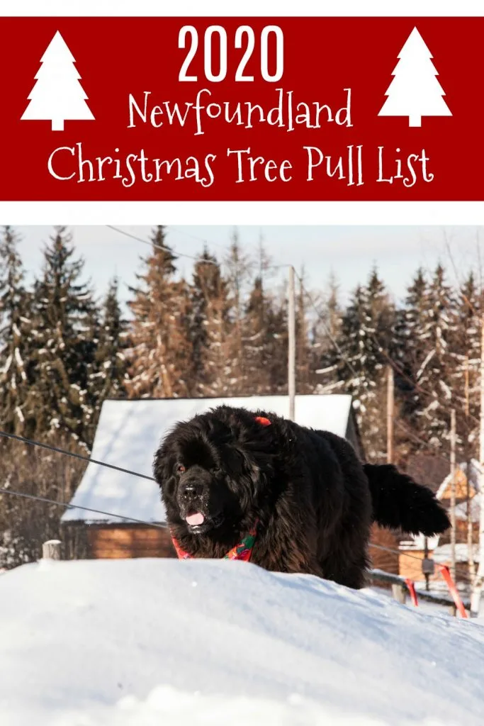 newfoundland dog pulling christmas tree
