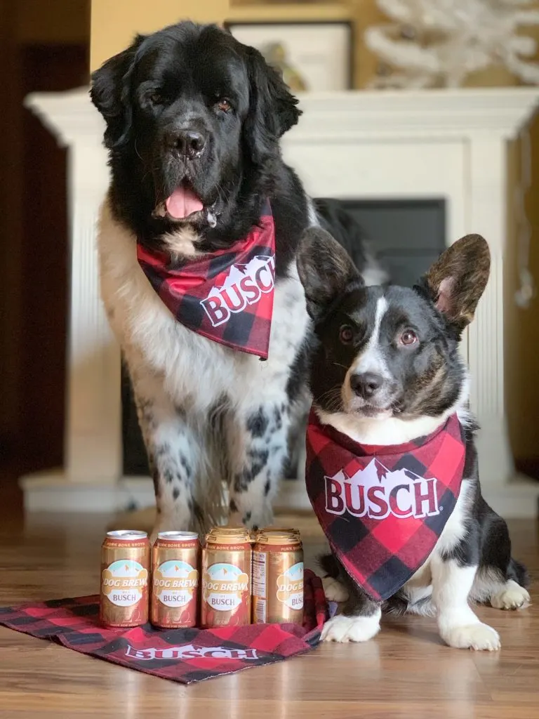 dog brew by Busch