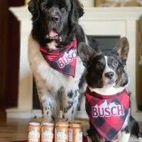 landsser newfoundland and corgi pose with dog brew by busch