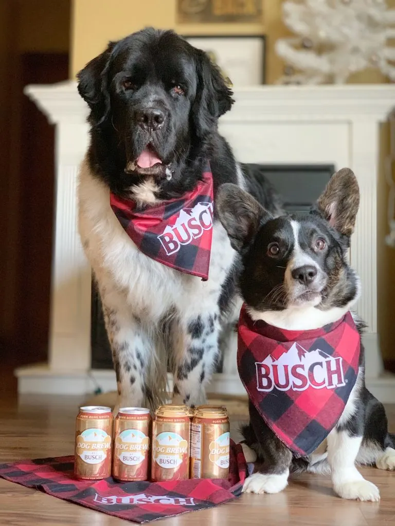 landsser newfoundland and corgi pose with dog brew by busch