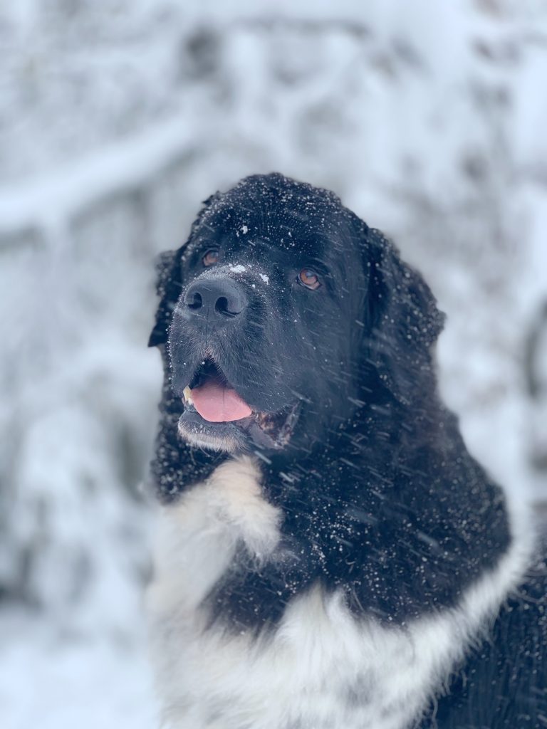 newfoundland dog in beautiful snow