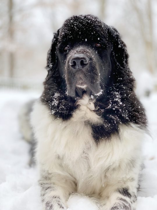 black and white newfoundland in the snow