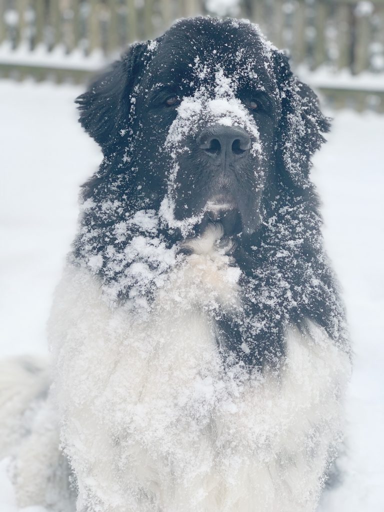 newfoundland dog in the cold