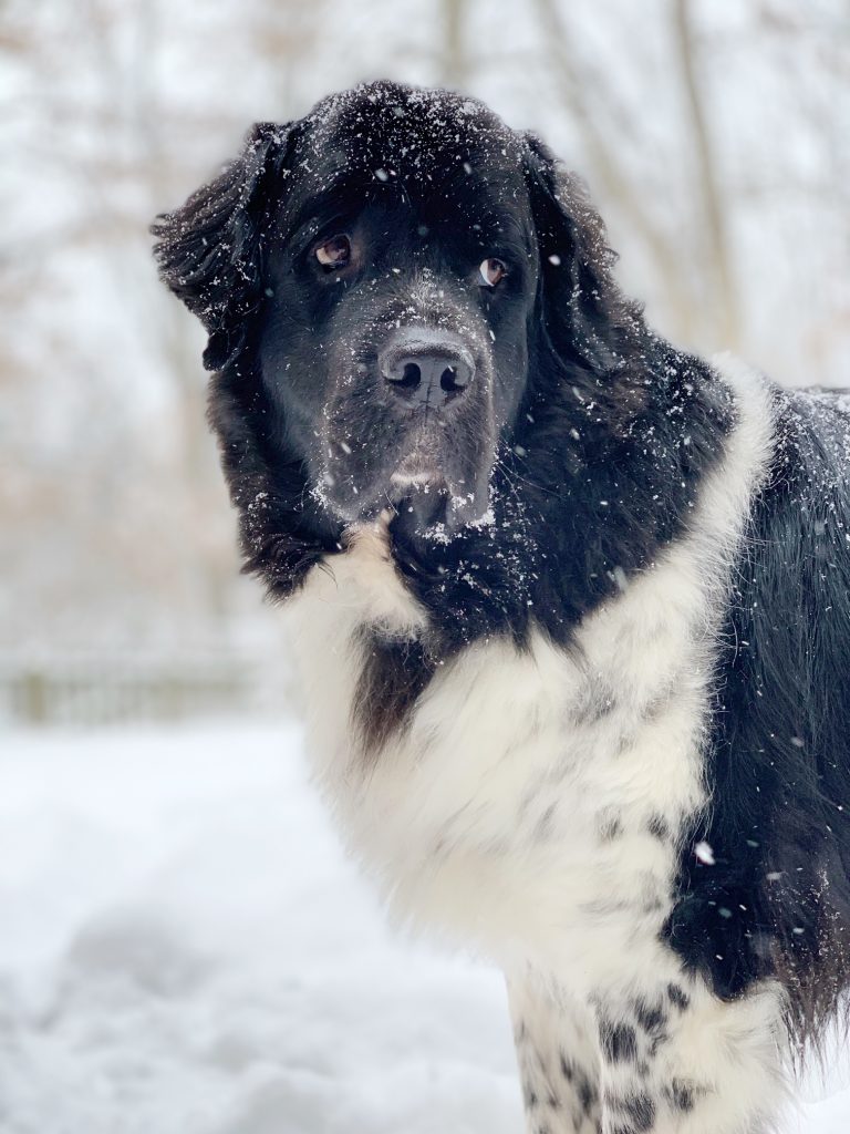 newfoundland dog in the snow