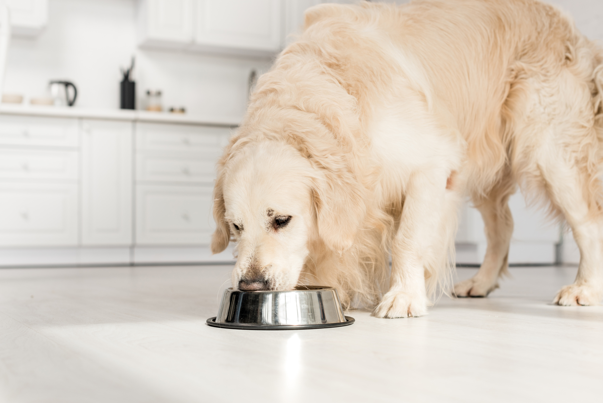 if a dog eats to fast it can lead to vomiting, gagging, choking and even dog bloat