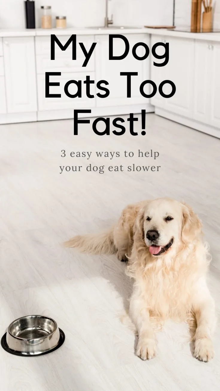 if your dog eats too fast you can help to slow them down by buying a slow feeder bowl or making your own