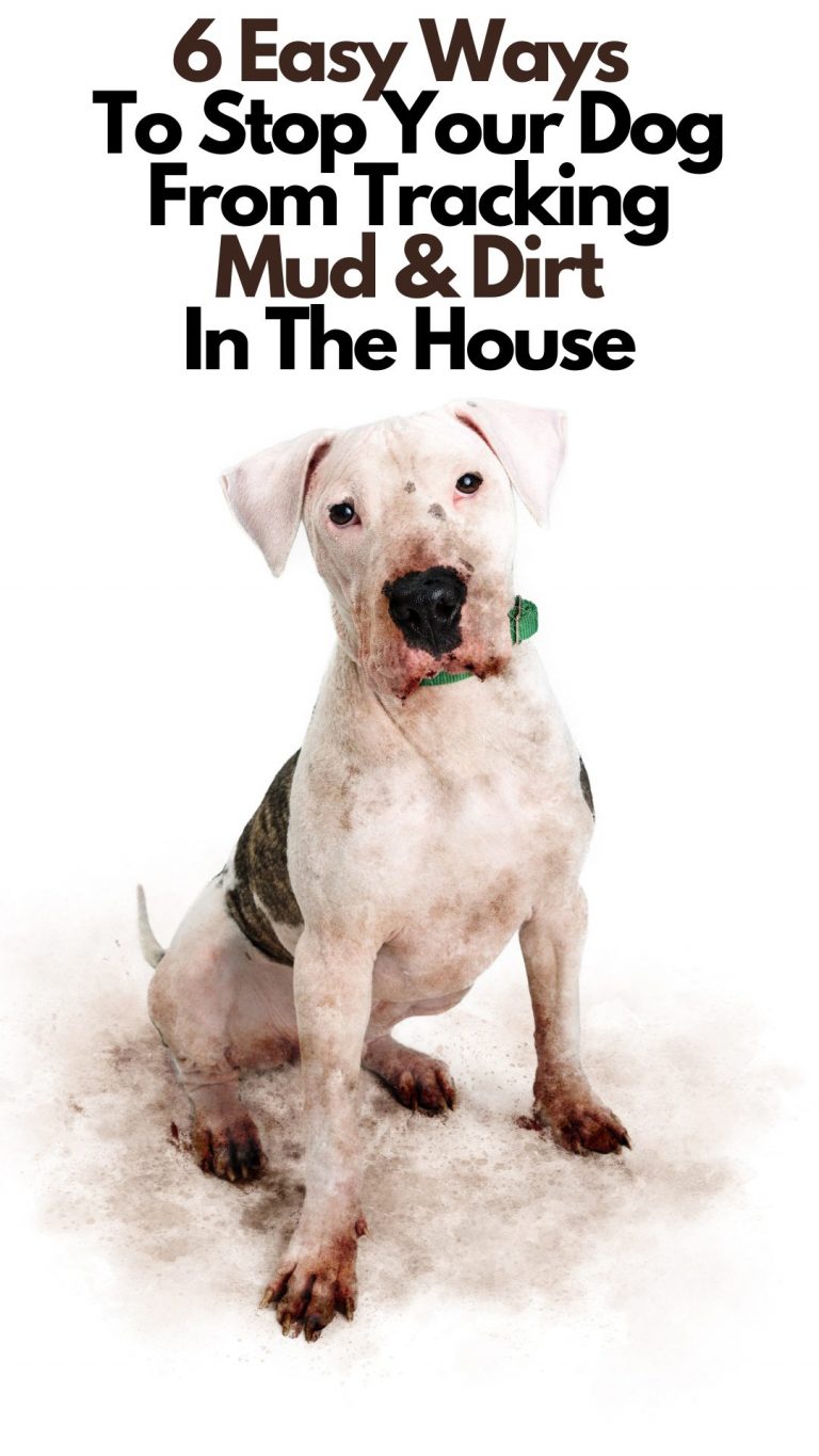 6 Easy Ways To Keep Your Dog From Tracking Mud And Dirt In The House
