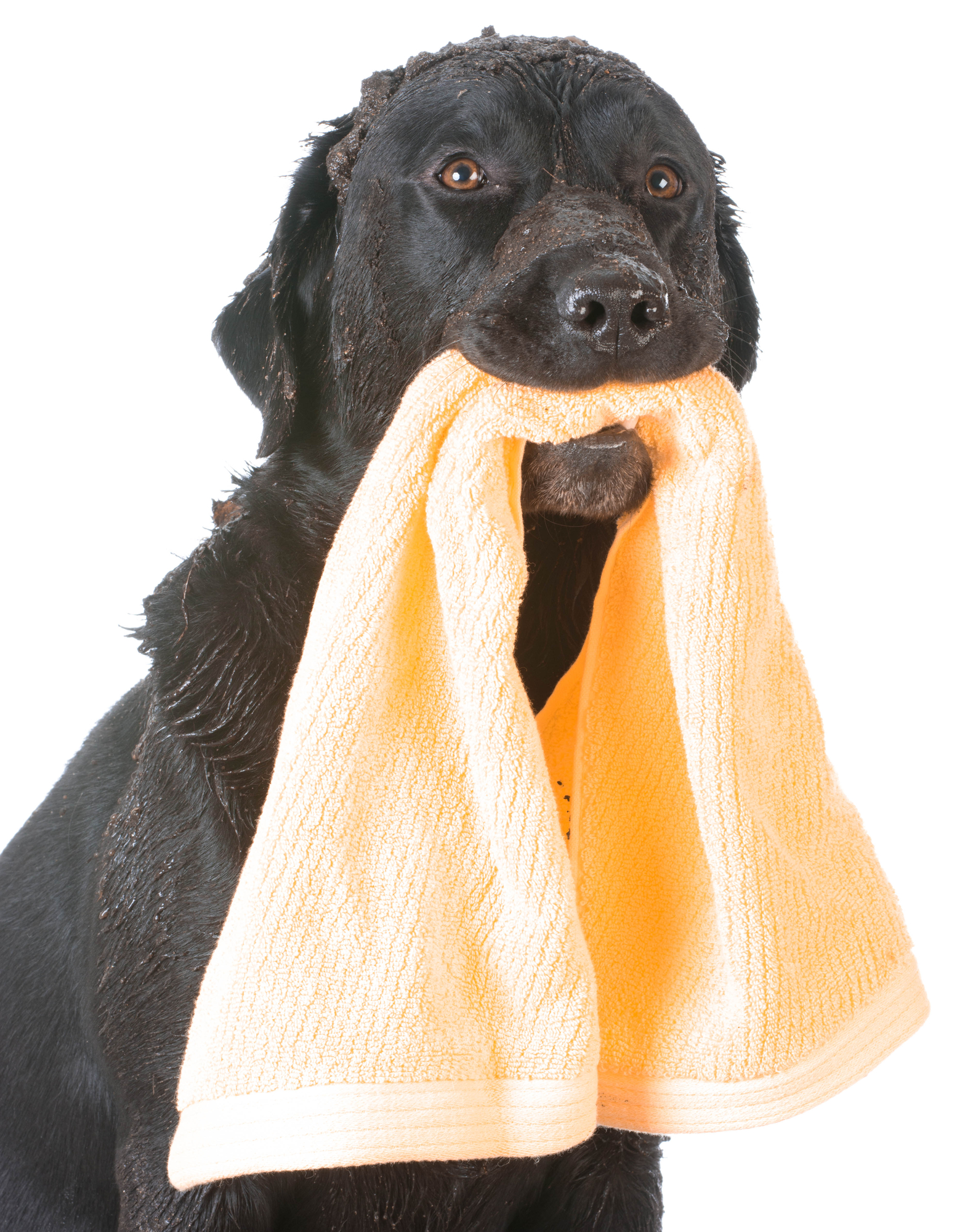 dog wiping muddy paws on a towel