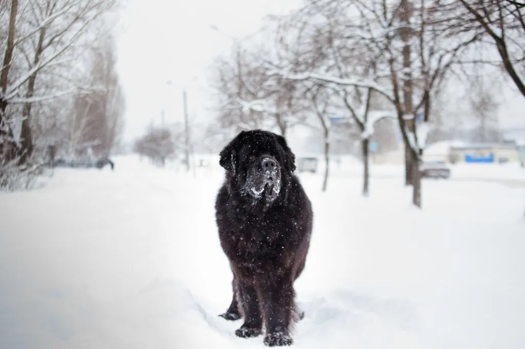 some dogs with underlying health issues may vomit or get diarrhea when they eat snow