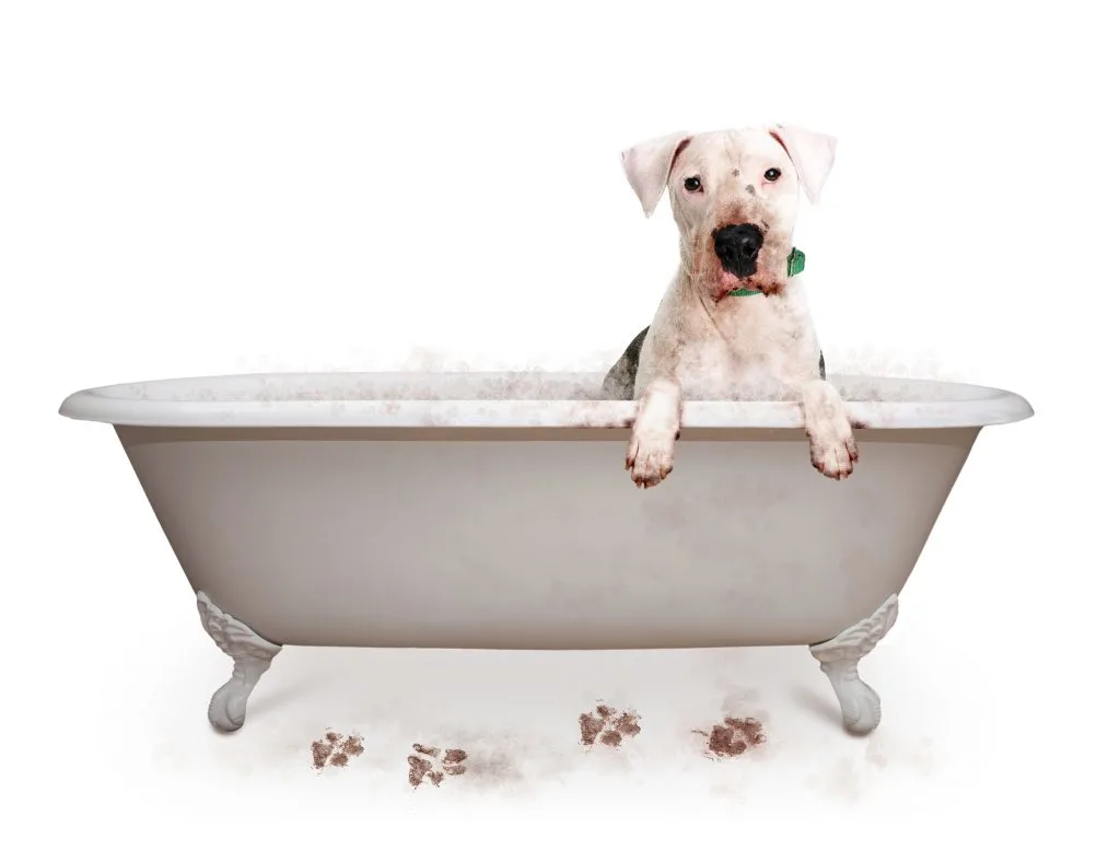 muddy dog getting a bath