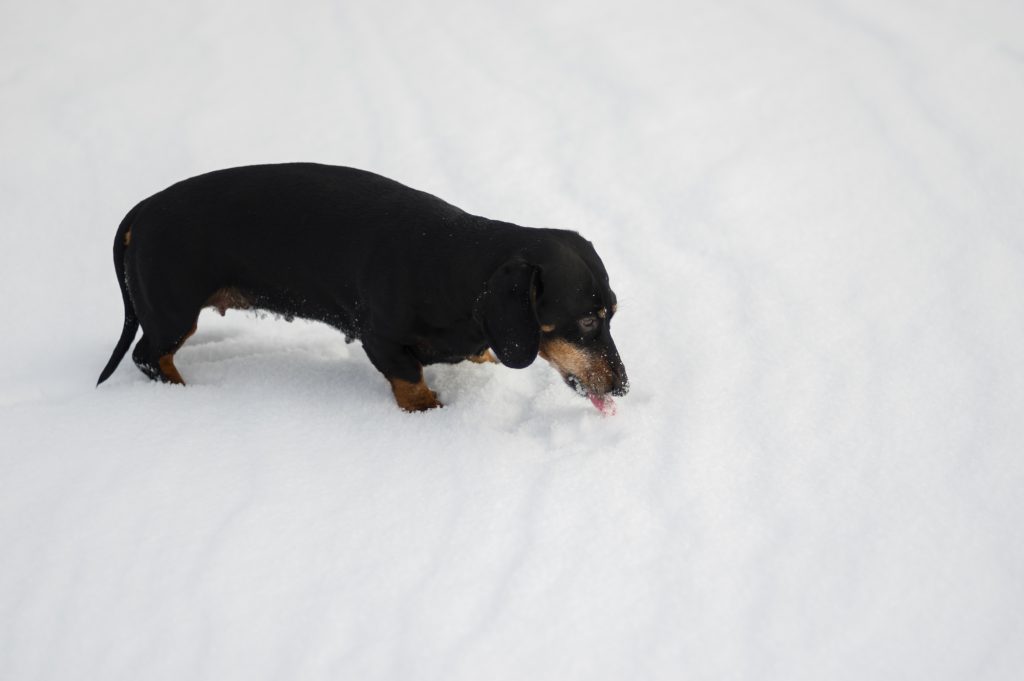 dogs eat snow as a form of play, because they are thirsty, or sometimes to self medicate