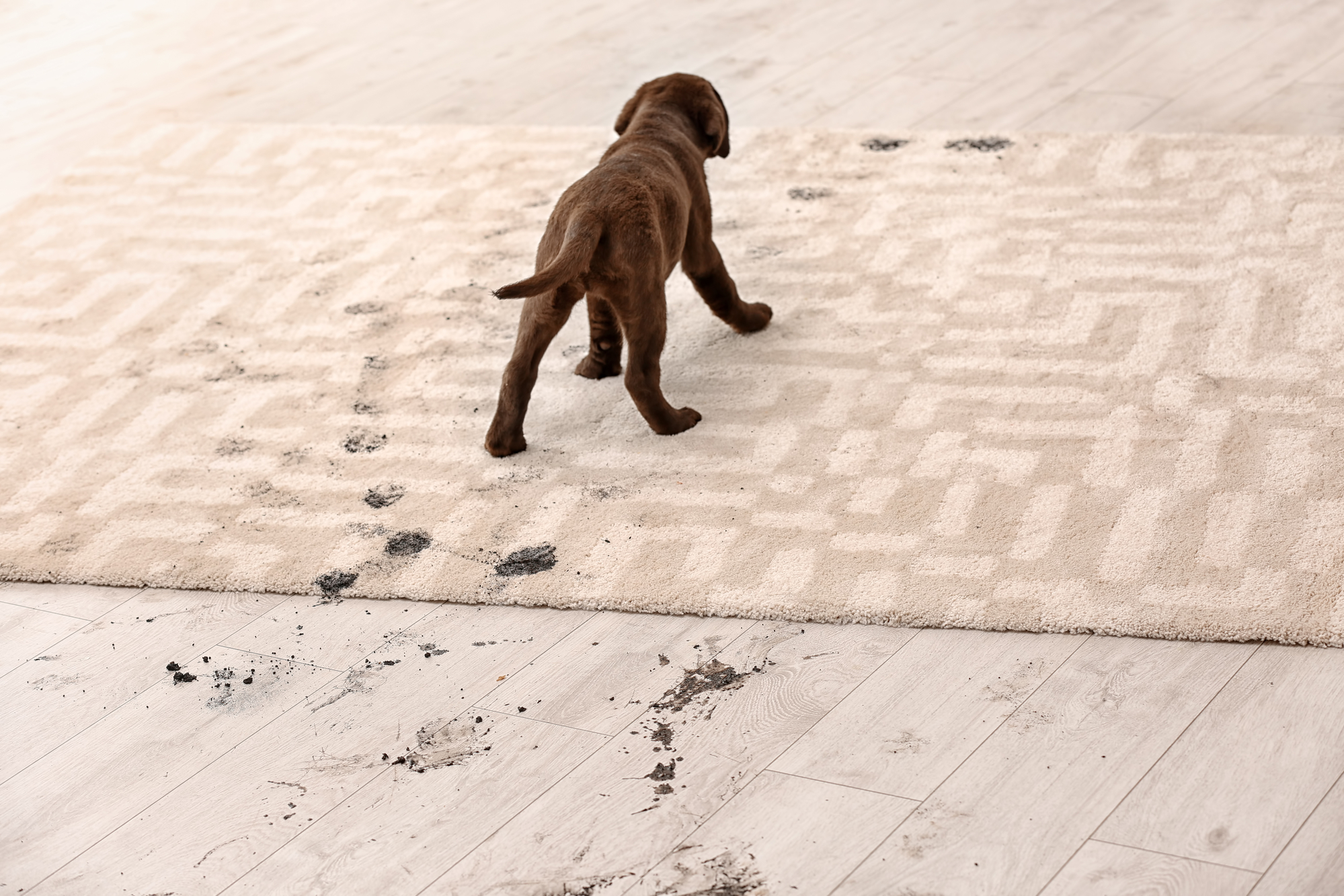 cute dog leaving muddy prints on floor and rug