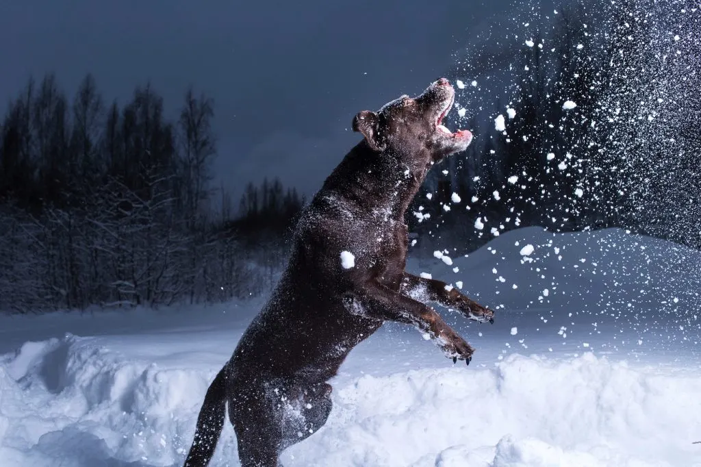 dog catching snowball in the air
