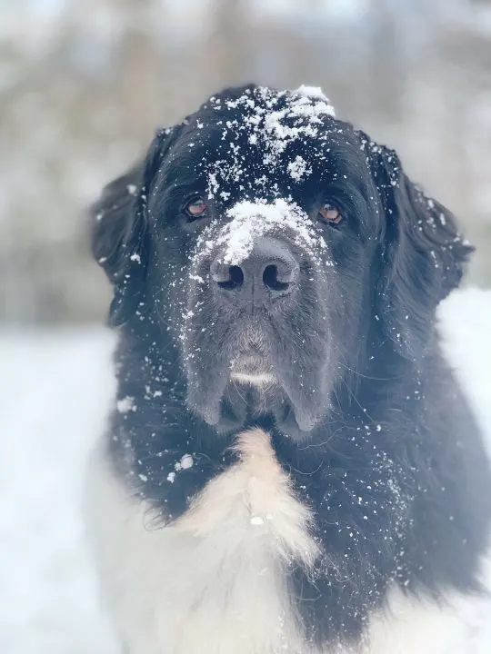 newfoundland dog eating snow