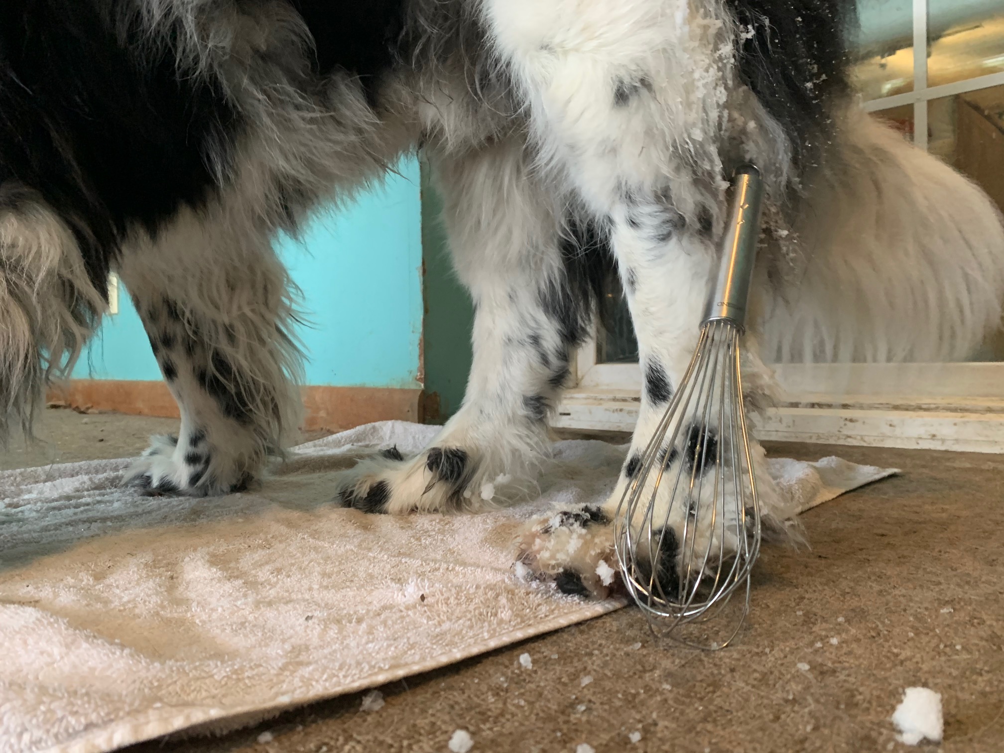 Remove Snow From Your Dog's Legs And Chest With This Simple Kitchen