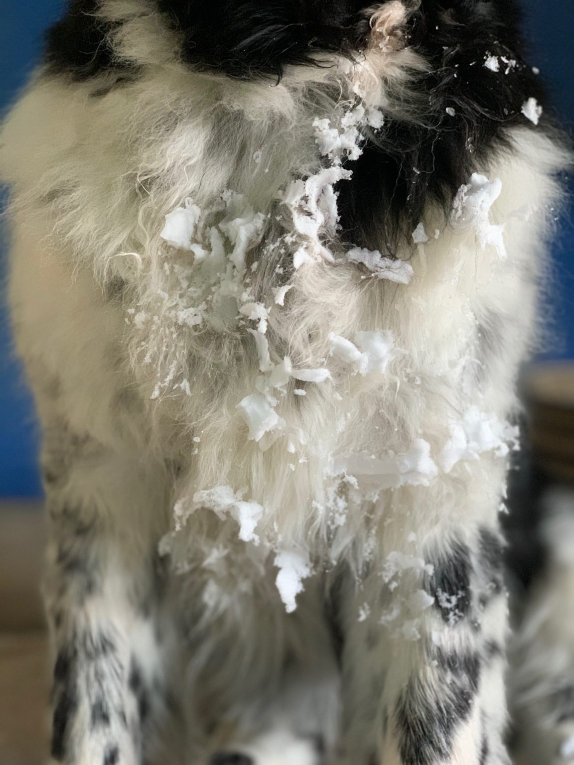 Remove Snow From Your Dog's Legs And Chest With This Simple Kitchen