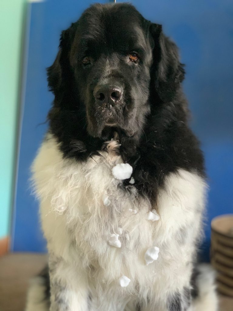 dog with snowballs stuck in hair