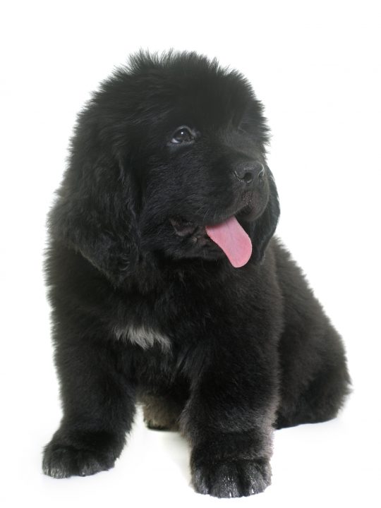 black newfoundland puppy