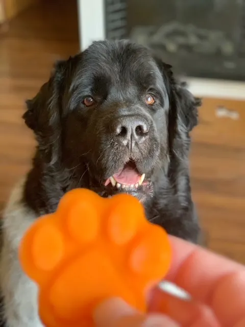 big dog eating carrot treat