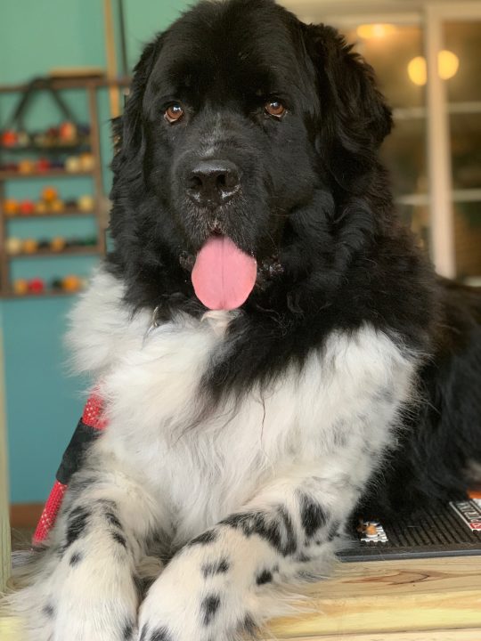 big dog laying on grooming table