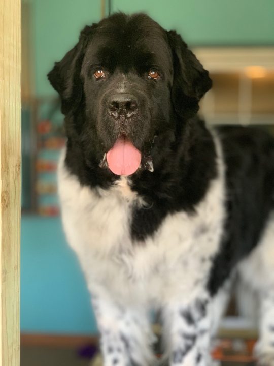 large dog standing on grooming table