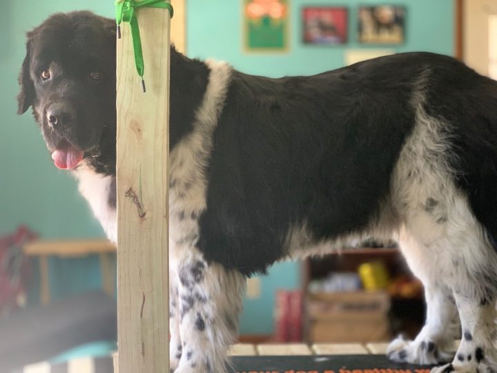 newfoundland dog standing on grooming table
