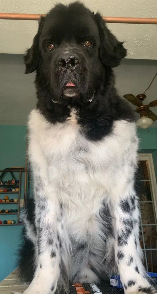 big dog sitting on grooming table